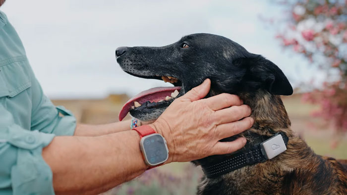 Loyal dog with a missing tooth being petted by owner, symbolizing heroism after confronting a raging bull.