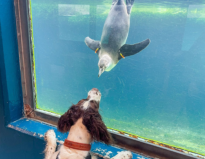 Dog and penguin face each other through glass at zoo, illustrating pets donated to help feed the predators. - 17