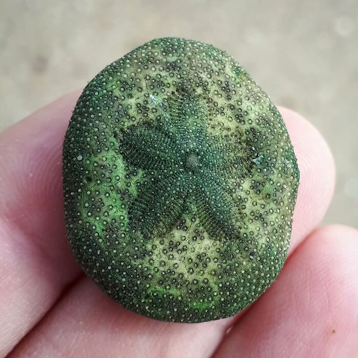 Close-up of a green sand dollar fossil found at the beach showing detailed texture and patterns in a person's hand.