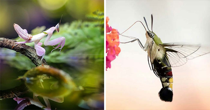45 Close-Up Insect Photos By Fauzan Maududdin That Feel Like They’re From A Fantasy World