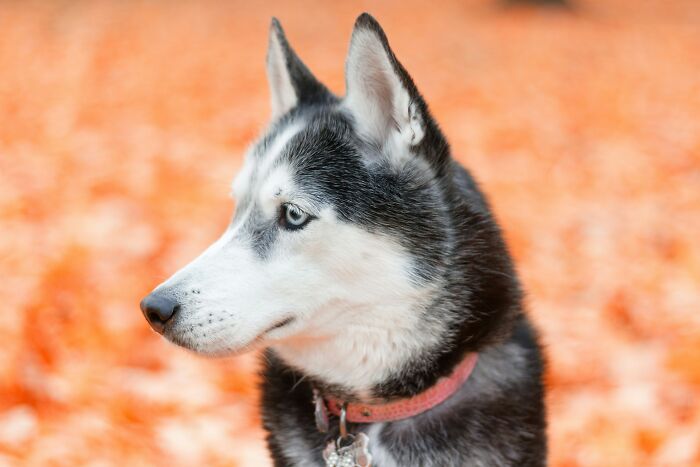 Husky dog wearing a collar looking sideways with an orange autumn background, illustrating strange money-making hacks.