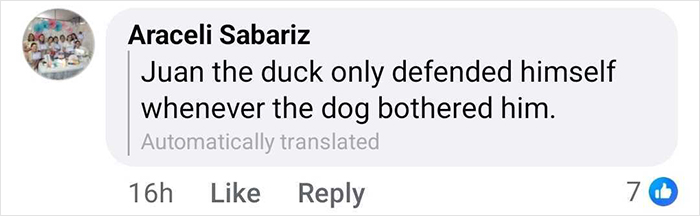 Comment by Araceli Sabariz about celebrity duck Juan defending himself when bothered by a dog in a social media post.