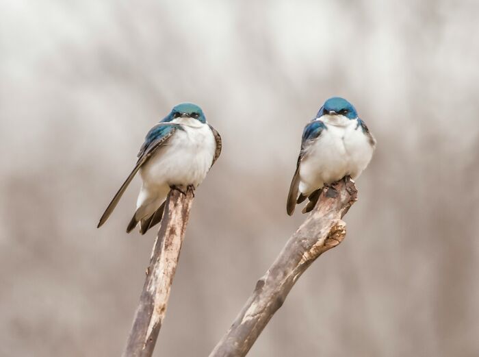 Two small birds perched on bare branches, symbolizing netizens reflecting on aspects of modern life breaking down.