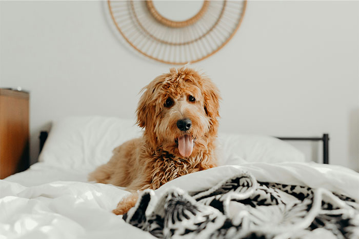 Fluffy dog lying on a white bed with blankets, symbolizing bizarre reasons why someone wanted a divorce.