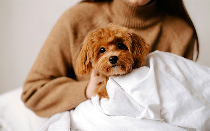 Small dog wrapped in white blanket held by person in brown sweater illustrating bizarre reasons for divorce cases
