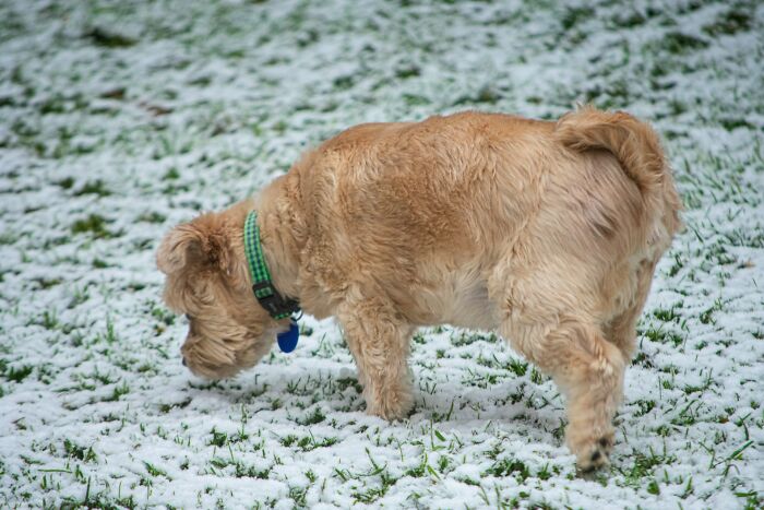 Small dog with a green collar sniffing grass partially covered in snow, illustrating downsides of having a dog as a pet.