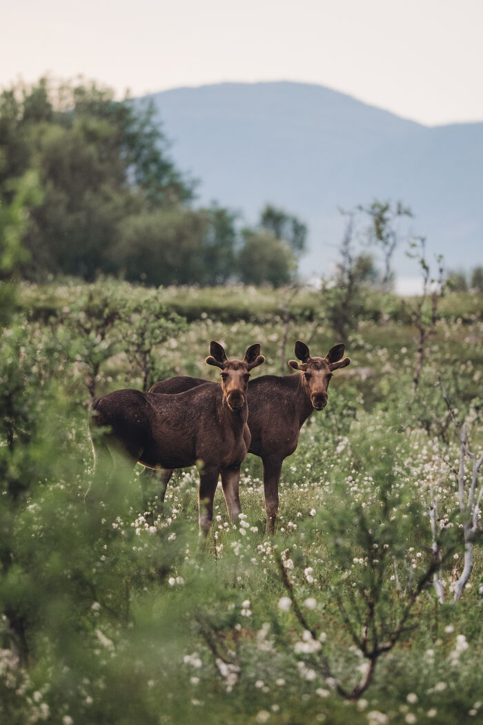 Two moose standing in a lush northern wild landscape with greenery and distant mountains during natural encounter.