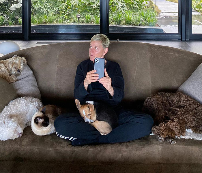 Ellen DeGeneres sitting on couch with dogs, holding phone, amid renewed bullying controversy claims. Ellen DeGeneres sitting on couch with dogs, holding phone, amid renewed bullying controversy claims.