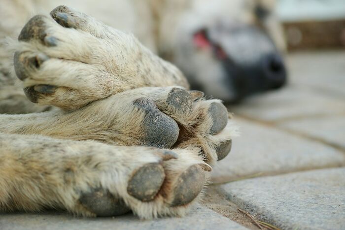 Close-up of a dog's paws resting on the ground, illustrating common aspects of having a dog as a pet.
