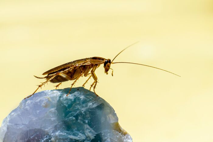 Close-up of a cockroach on a rock, illustrating one of the grossest unexpected things witnessed in strangers’ homes.