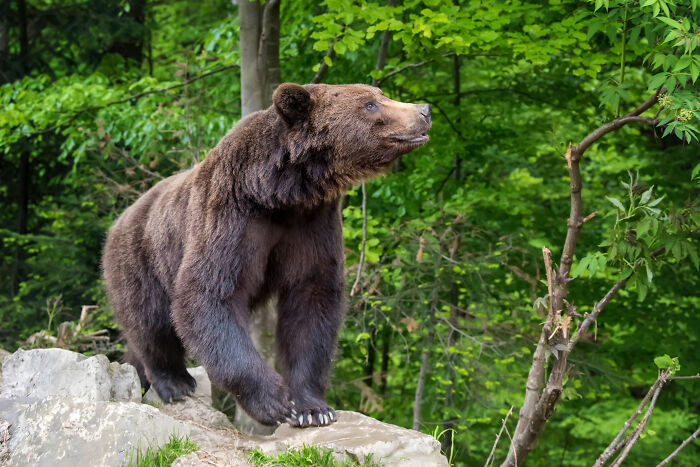 Brown bear standing on rock in dense green woods, illustrating fears after spending time in the woods causing sleeplessness. - 9