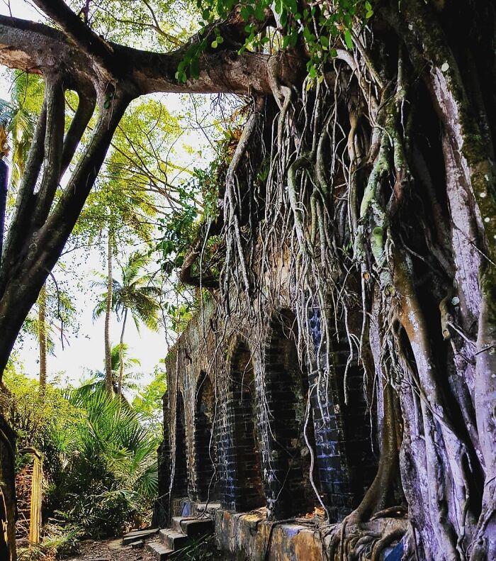 Overgrown abandoned place with dense tree roots covering old stone arches in a tropical forest setting.