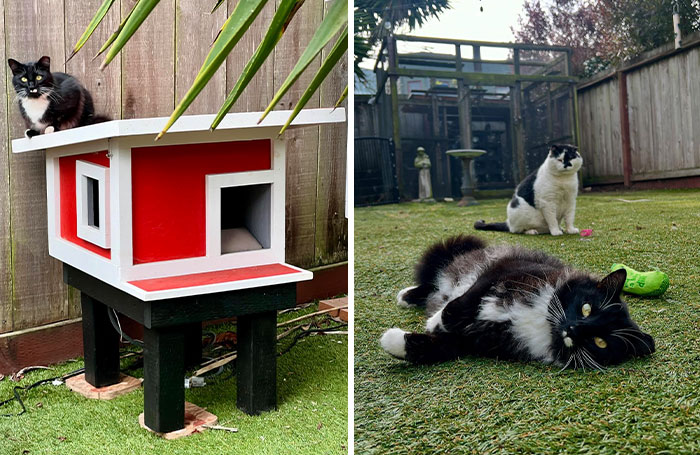 This Guy Spotted A Scruffy Cat In His Yard, What He Did Next Changed Both Their Lives