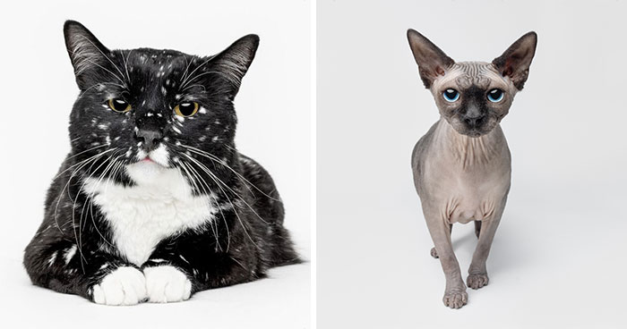 25 Expressive And Goofy Cats Photographed By Greg Murray