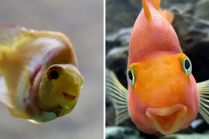 Close-up of two unphotogenic fish faces underwater, highlighting funny and unusual animal expressions.