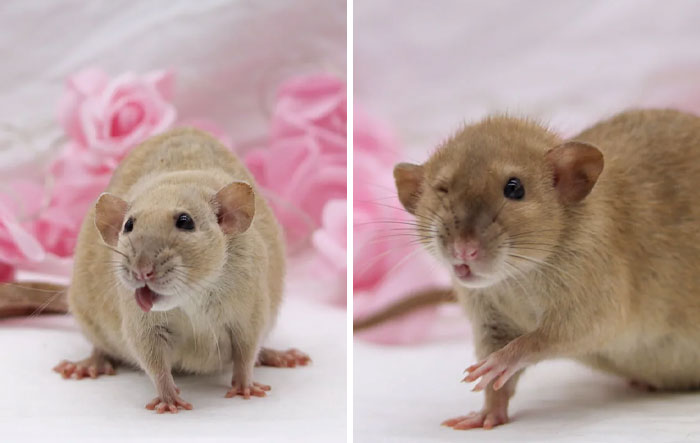 Two hilariously unphotogenic rats posing against a soft pink floral background in cute and funny animal pics.