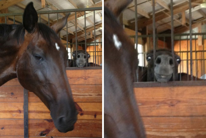 Two horses in stable stalls, one with eyes closed and the other making a comical unphotogenic face behind bars.