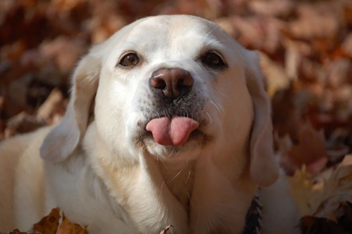 A close-up of a dog sticking its tongue out among autumn leaves in a hilariously unphotogenic animal pic.