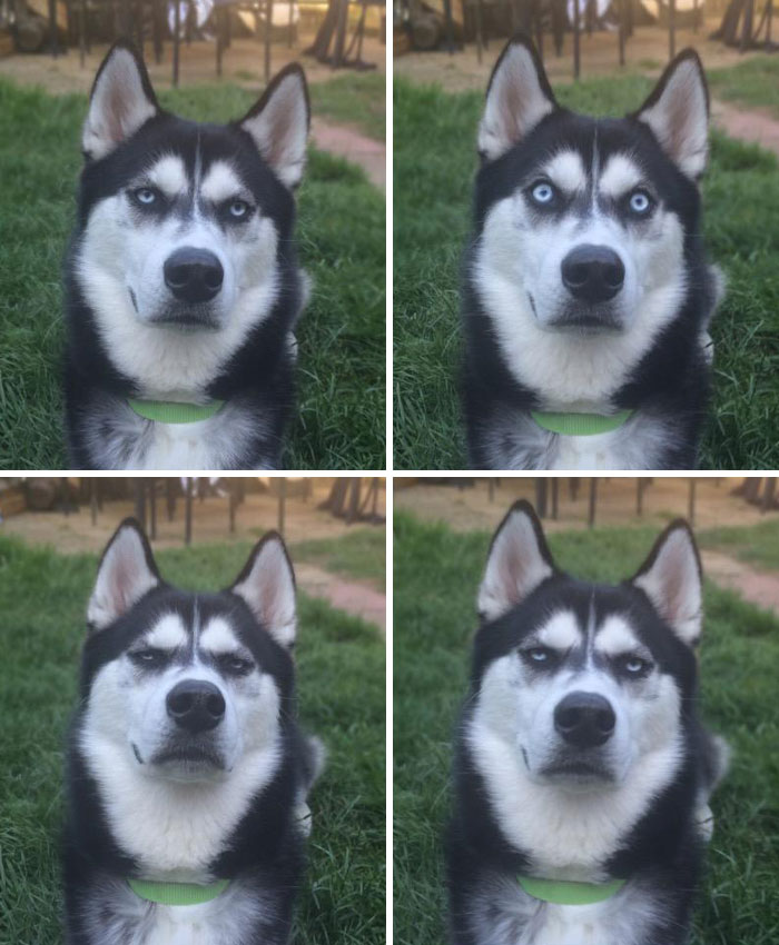 Close-up collage of a Siberian Husky with different unphotogenic facial expressions outdoors on grass.