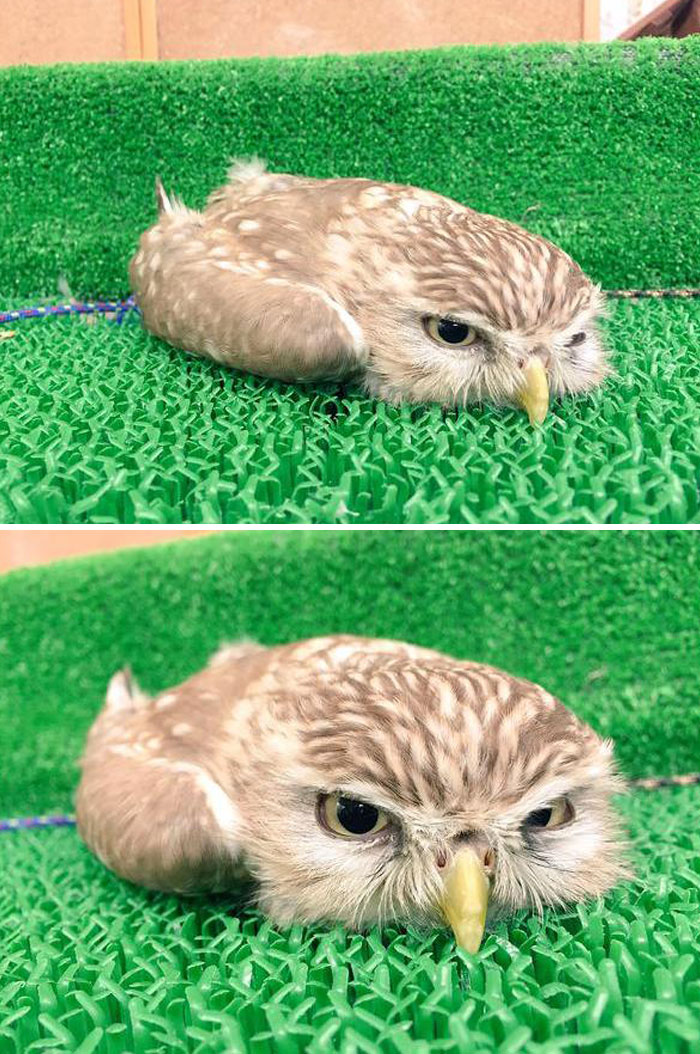 Small unphotogenic owl lying flat on green artificial grass, showing a sleepy and awkward expression in hilariously unphotogenic animal pics.