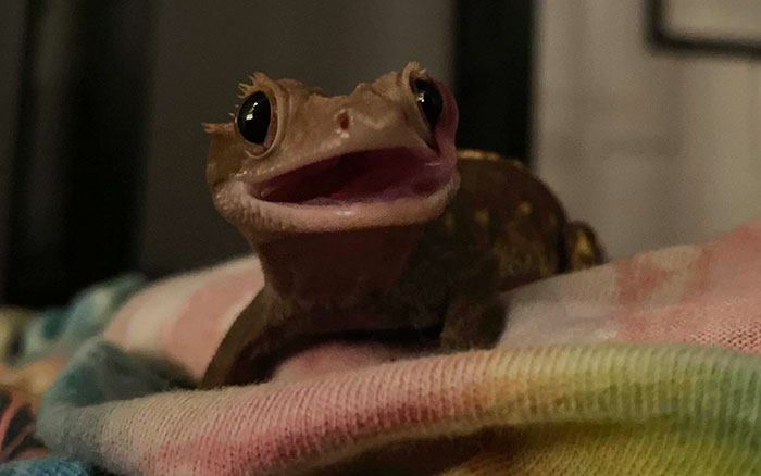 Close-up of a hilariously unphotogenic gecko with a wide mouth, sitting on a colorful fabric background.