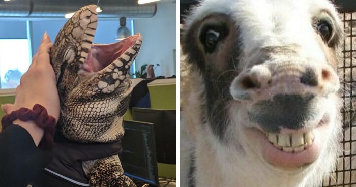 32 Fotos de animales poniendo las caras más extrañas y divertidas