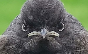 32 Fotos de animales poniendo las caras más extrañas y divertidas