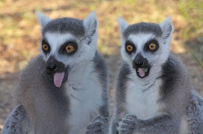 Two funny lemurs with expressive faces illustrating odd and funny names for groups of animals that sound like a joke