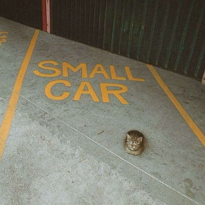 A small cat sitting alone in a parking spot labeled small car, showcasing cats in random places.