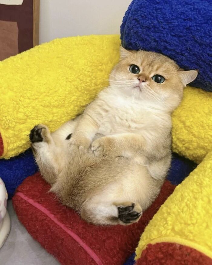 Cat sitting in a random spot among colorful cushions, showing a relaxed and cute expression in an unusual place.