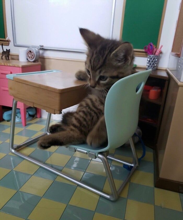 Tabby cat sitting on a small chair at a child’s desk in a colorful room, showing cats in random places.