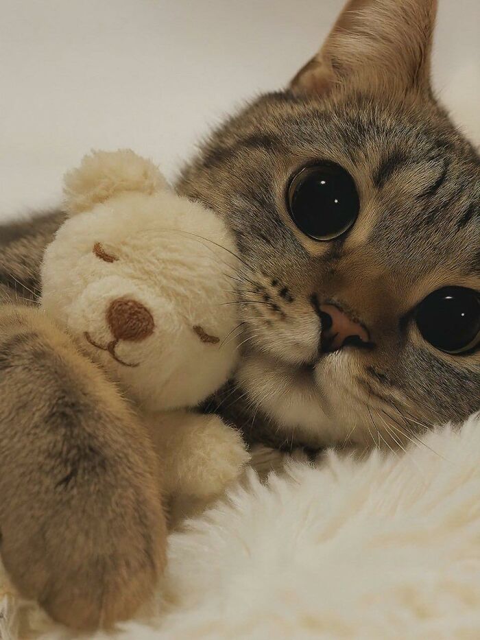 Close-up of a cat with large eyes cuddling a small teddy bear, showcasing random places cats can be found.