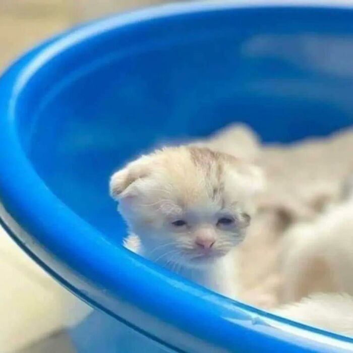 Small kitten resting inside a blue container, showing one of the many random places cats are found by people.