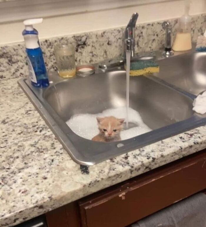 Small orange cat sitting in a kitchen sink filled with bubbles under a running faucet, showcasing cats in random places.