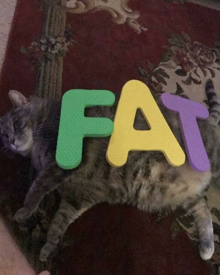 Tabby cat lying on a patterned rug with colorful letters spelling fat on its belly, showcasing random cat moments.