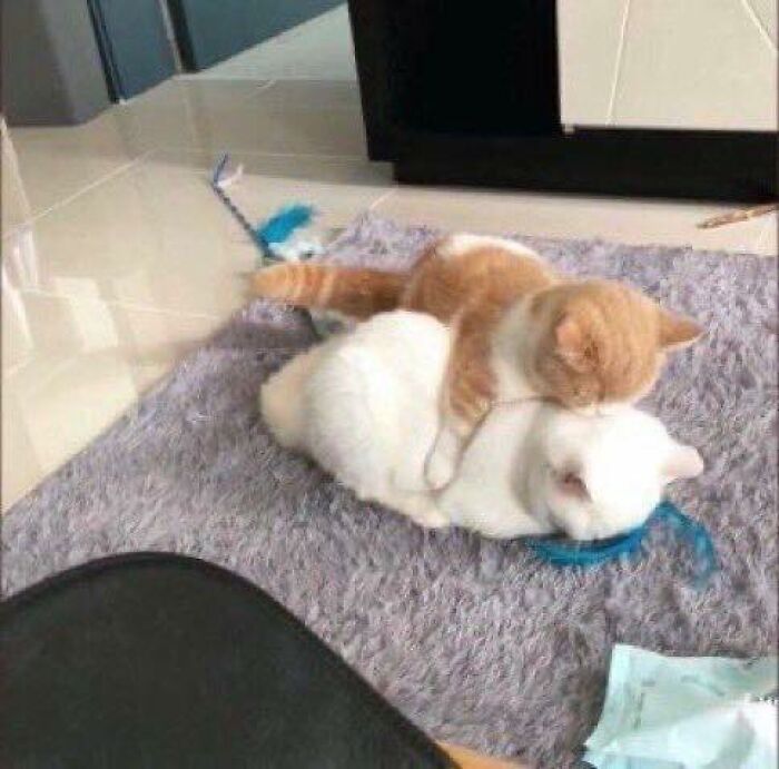 Two cats cuddle on a carpet with a blue feather toy nearby, showcasing cats in such random places.