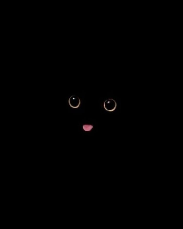 Black cat with wide curious eyes and tongue sticking out, showcasing cats in random places in dark background.