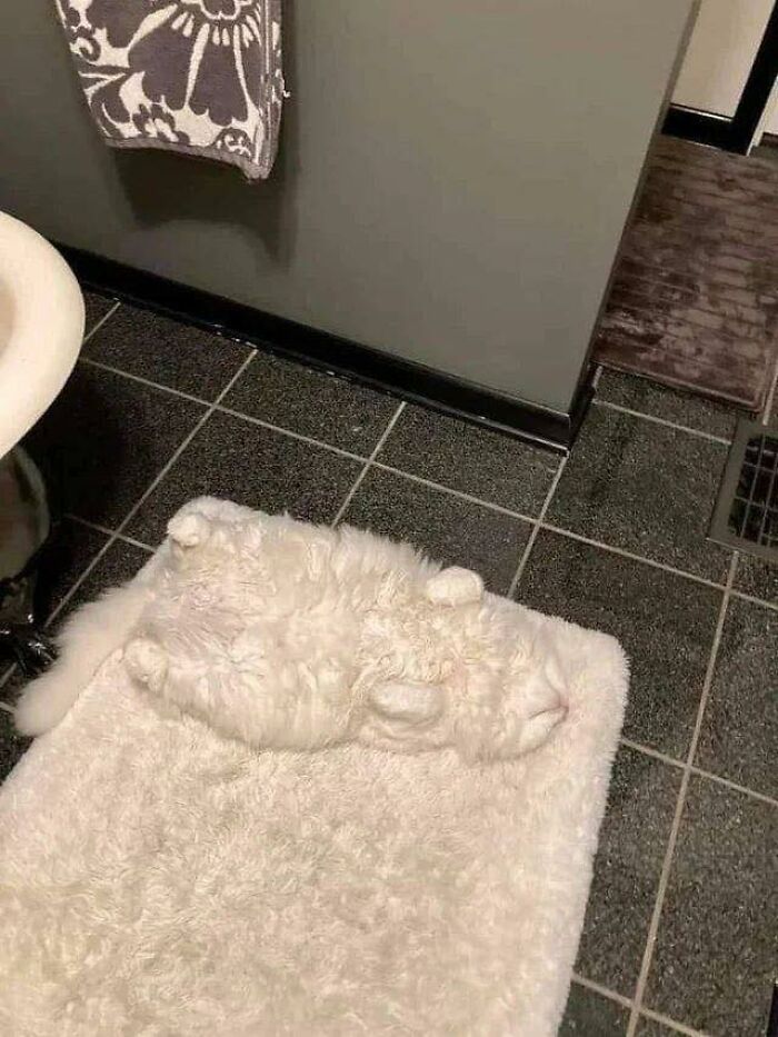 Fluffy white cat lying on its back on a fluffy bath mat in a bathroom with tiled floor and beige walls.
