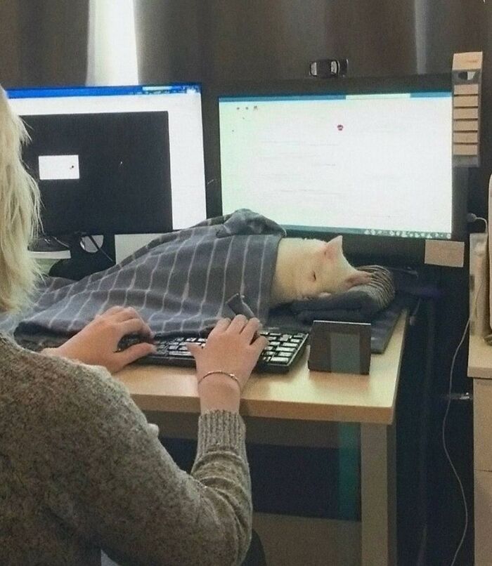 Person working at computer with a cat sleeping under a blanket on the desk in a random places photo.