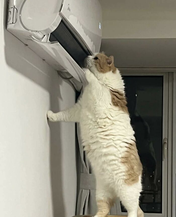 Fluffy cat in a random place standing on hind legs, sniffing a wall-mounted air conditioner indoors at night.