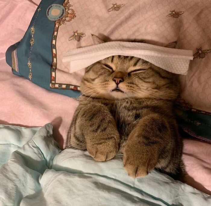 Tabby cat sleeping comfortably under a blanket with a tissue on its forehead in a random place, showcasing funny cat moments.
