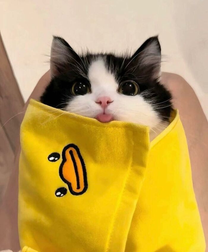 Black and white cat wrapped in a yellow cloth with a duck face, showing a cute expression in a random place.