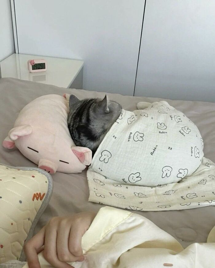 Gray cat wrapped in a bunny-patterned blanket lying on a bed with a pig-shaped pillow in a random place indoors.