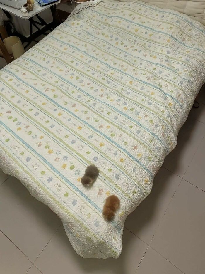 Two tiny kittens hiding under a patterned bedspread, showcasing cats in random surprising places.