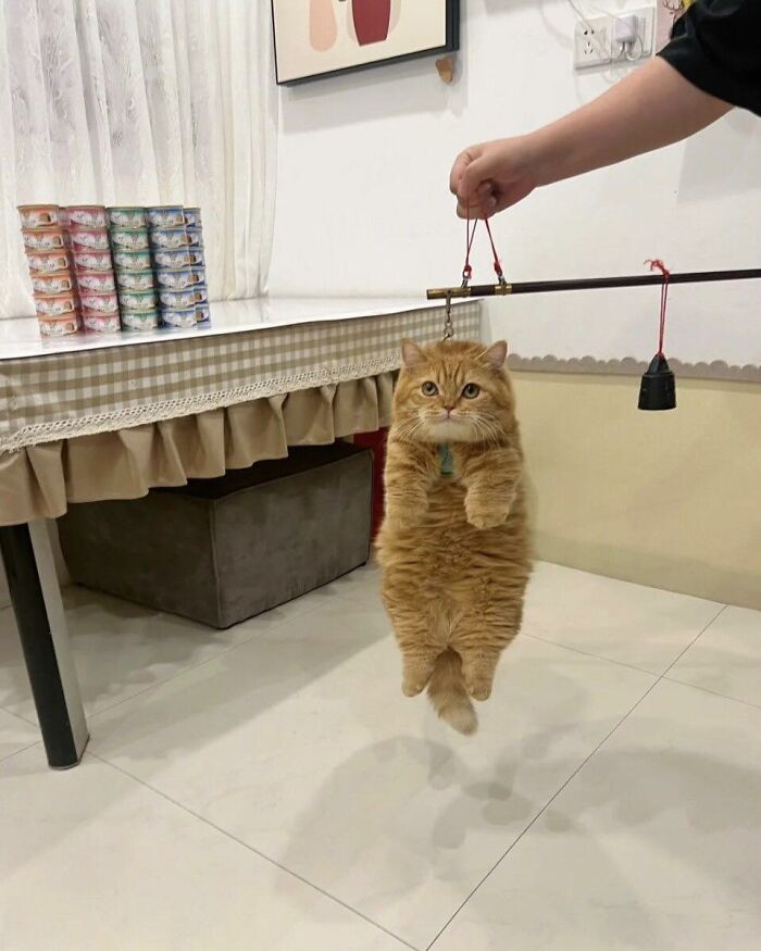 Fluffy orange cat hanging mid-air indoors, captured in a random and amusing moment by its owner.
