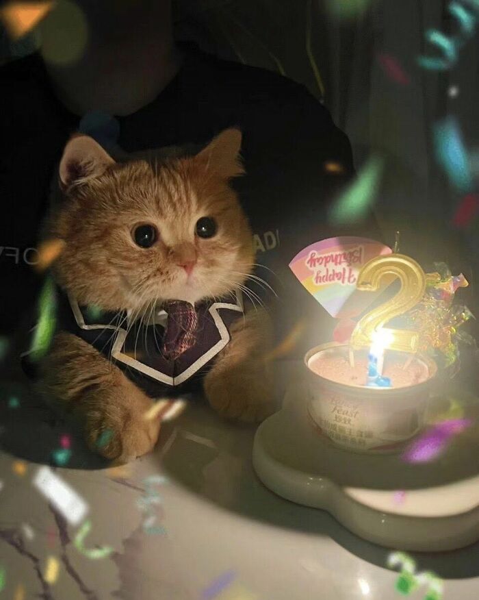 Orange cat wearing a bowtie, sitting by a birthday candle with confetti around, showing cats in random places.