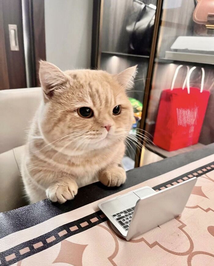 Cat sitting at a table staring at a small laptop, one of the random places cats were found and photographed.