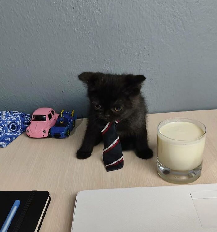 Black kitten wearing a tie sitting on a desk with toy cars, a glass of milk, and a laptop in a random place.
