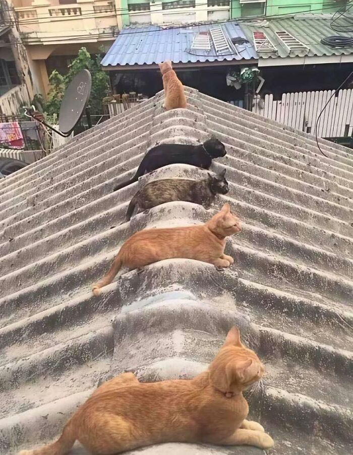 Six cats resting in a row on a slanted rooftop, showcasing cats in random places with unique and unexpected spots.