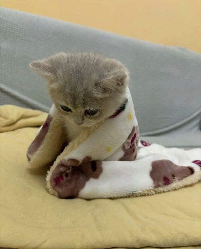 Kitten wrapped in a blanket sitting on a yellow surface, one of the many random places cats are found by people.